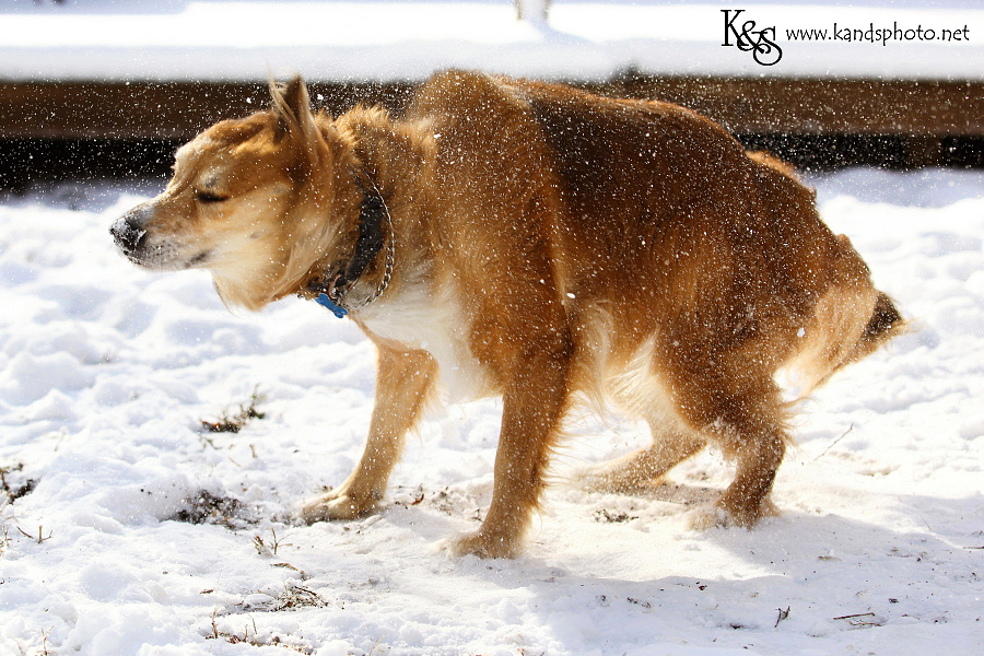 dallas-christmas-2012-snow009 dallas-christmas-2012-snow009